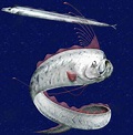 皇帶魚:簡述,外形特徵,生活習性,生長繁殖,分布範圍,相關記載,最早記載,1948_中文百科全書