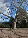 A 290-year-old sycamore tree at the Francis Land House is older than ...