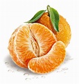 Tangerine | Fruits drawing, Fruit illustration, Fruit painting