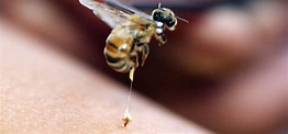 ¿Sabías que se puede extraer el veneno de abejas sin sacrificarlas ...