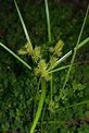 Cyperus esculentus (Nut grass)