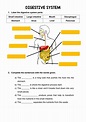 Digestive System Printable Worksheet