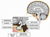 The Hypothalamic-pituitary Axis Part 1 – Anatomy & Physiology : WFSA ...
