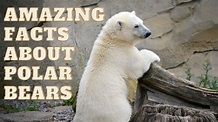 Top 10 Amazing Facts About Polar Bears - YouTube