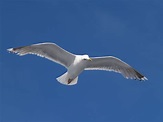 File:Seagull flying (5).jpg - Wikipedia