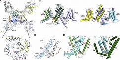 Structure of the Nav1.4-β1 Complex from Electric Eel: Cell