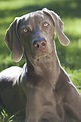 Weimaraner - Dog-Breeds.net