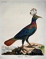 1785 John Latham - Synopsis - Himalayan MONAL pheasant - Ornithology ...