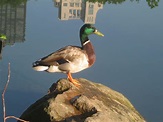 Duck on a Rock | Photo contest, Duck, Photo