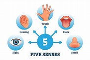 Premium Vector | Five senses labeled scheme to receive sensory ...