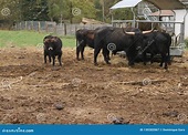 Herd of Black Oxen in Farm with Child Stock Image - Image of adult ...