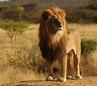 El León, el animal más salvaje del mundo