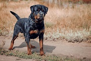 Rottweiler Colors - Is The Rottie Only Black & Tan? | PawLeaks