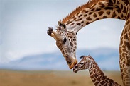 Giraffa: caratteristiche, abitudini e curiosità dell'animale più alto ...