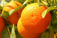 File:„Orange Frucht fruit Cyprus PICT8063.JPG - Wikipedia, the free ...