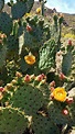 Beautiful cactus bloom in the Sonoran Desert, Cave Creek, AZ[OC ...