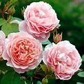 David Austin, Rosenpflanzen, Englische Rose Strawberry Hill, 1 Pflanze ...
