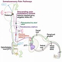 Neuroanatomy Glossary: Pain Pathways | Draw It to Know It