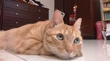 逢坂の蟲🌱🐟 - 貓貓日來貼一下我珍藏的貓貓照片我家ㄉ貓： 澎湖的美貓：#ねこの日 - Plurk