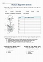 Human Digestive System worksheet