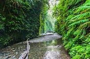 Fern Canyon Trail Loop | Redwoods National and State Park | Northern ...