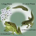 Life Cycle of a Frog: Stages of Frog Development Explained