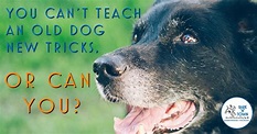 You Can’t Teach an Old Dog New Tricks, or Can You? | Bark N Town