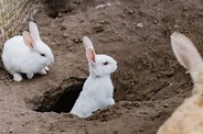 What Rabbit Holes In Yard Look Like and How to Stop Rabbits from ...