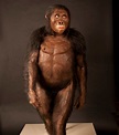 Lucy relookée : la petite australopithèque "s’humanise"