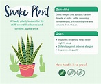 50 Unbelievable Benefits of Snake Plants: Ultimate Guide 2024