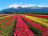 Los tulipanes de Trevelin son un boom: cada vez atraen más turistas en ...
