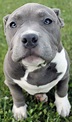 Blue American Pitbull Terrier Puppies