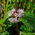 Graines Mentha pulegium - Menthe pouliot - Plantes vivaces