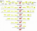 disciplina de biologia: classificação taxonomica do cão