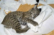 Exotic Pet Care: Bobcats as Pets - PetHelpful
