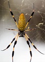 Banana Spider Images & Pictures - Becuo