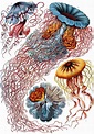 Ernst Haeckel’s The Art Of Science – Some Of The Best Colorful Rendered ...