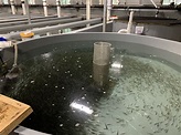 State’s fish hatcheries are about to get a boost; some ...