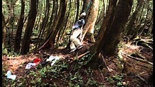 Film Tentang Hutan Aokigahara Jepang - RileyWollstonecraft