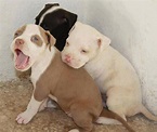 Perros Pitbull Cachorros [55 Fotos] | RazaPitbull.com