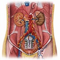 Abdominal Anatomy Picture - MCQs:Anatomy ( Abdomen ) ~ Medicine Time ...