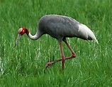 Sarus Crane Birds Pictures