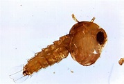 Gambar Larva Culex – denah