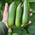 Cucumber Varieties: A Guide To Different Types And Uses - MAXIPX
