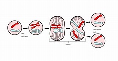 Las 4 fases de la mitosis: así se duplica la célula