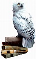 Image - Hedwig books.png | Harry Potter Wiki | FANDOM powered by Wikia