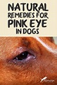 Natural Remedies for Pink Eye in Dogs