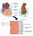 1. Anatomy of the Cardiovascular System - SimpleMed - Learning Medicine ...