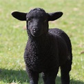 black sheep free image | Peakpx