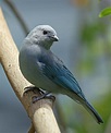 Pictures and information on Blue-gray Tanager | Beautiful birds, Pretty ...